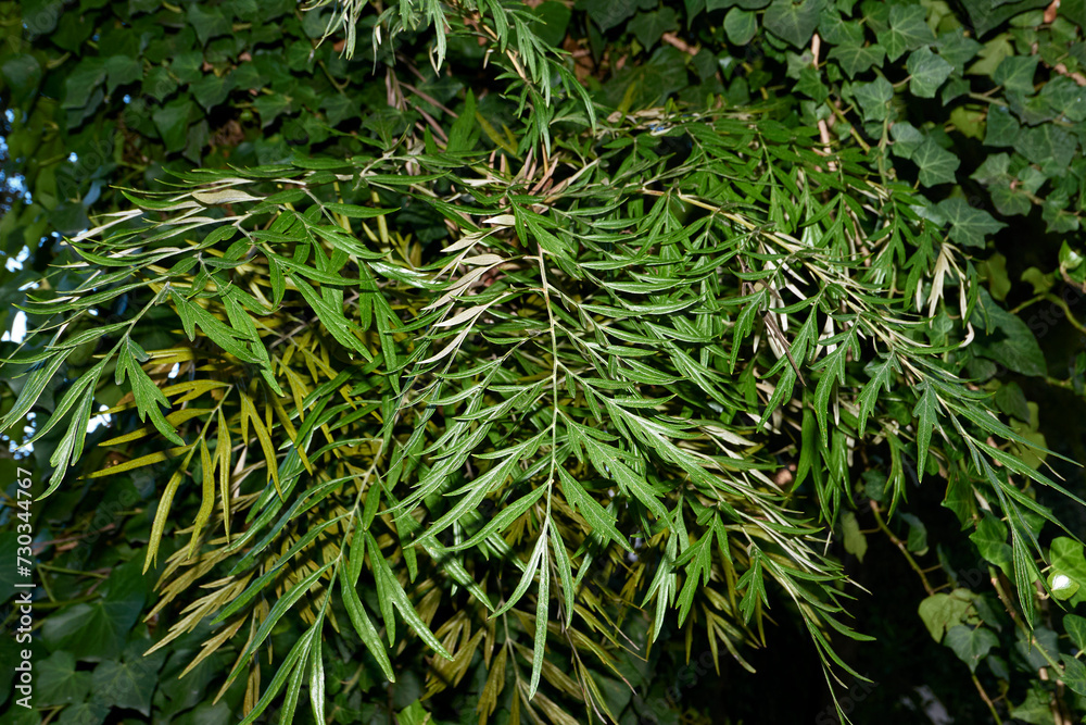 Grevillea robusta tree Stock Photo | Adobe Stock