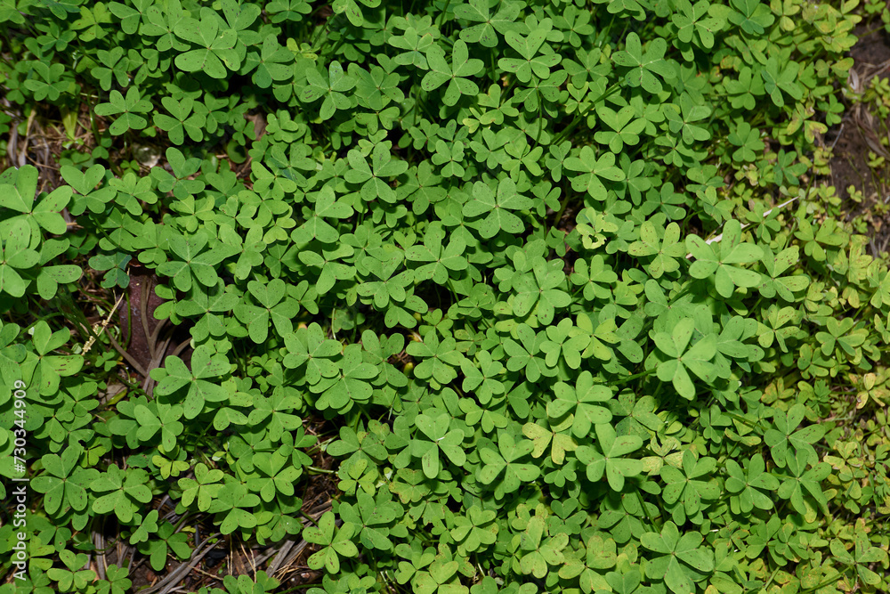 Oxalis per-caprae leaves