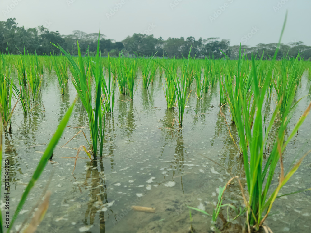 Obraz premium plantinplanting on the organic paddy rice farmland g on the organic paddy rice farmland