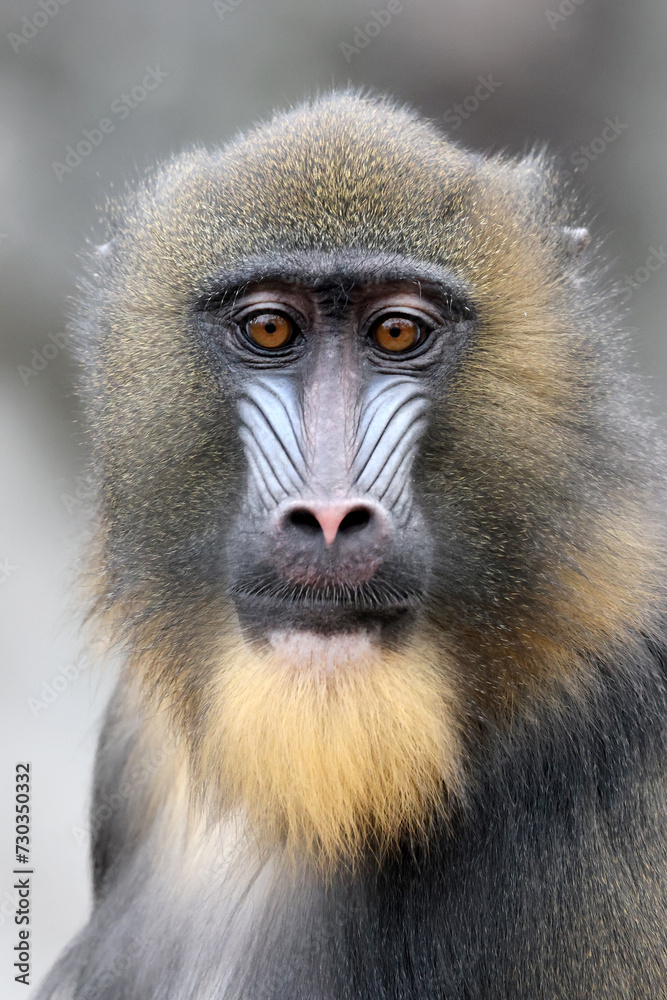 Obraz premium A mandrill (Mandrillus sphinx) portrait