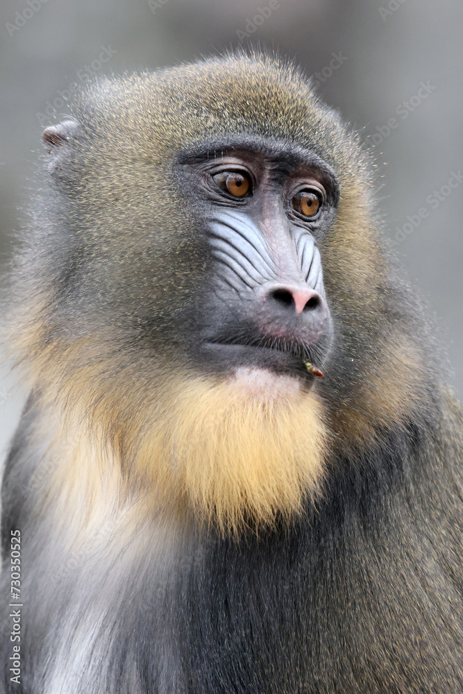 Obraz premium A mandrill (Mandrillus sphinx) portrait