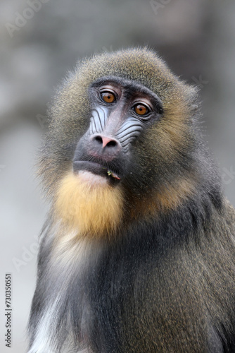 A mandrill (Mandrillus sphinx) portrait