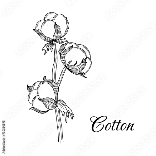 Cotton branch hand drawn in vintage engraving style. Black and white vector illustration