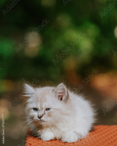 Pedigree cat, small kitten portrait isolated on blurry background. Kitten sitting on the table in the yard. Pet enjoying being outside. Cute cat relaxing outdoor. Wonderful mood.