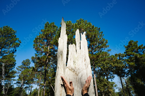 A man's hands mimic the cuts in the stump of a longleaf pine tree harvested for turpentine centuries ago photo