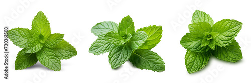 Fresh green mint leaves on transparency , png photo