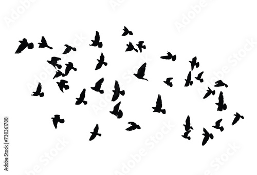 Vector silhouettes of flying birds  isolated set