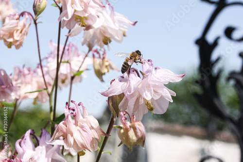 Honigbiene auf bl  hender Blume