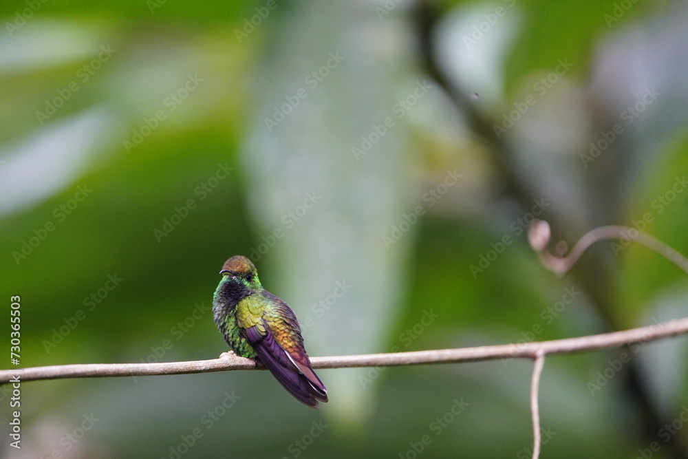 Fototapeta premium he coppery-headed emerald (Microchera cupreiceps) is a small hummingbird in the 