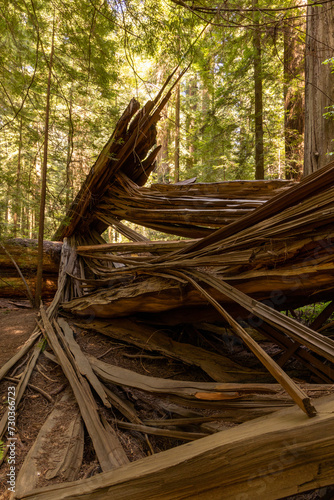 fallen redwood