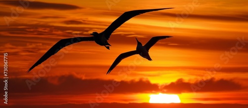 Two frigate birds fly side by side during a sunset in Santa Cruz, Galapagos Islands.