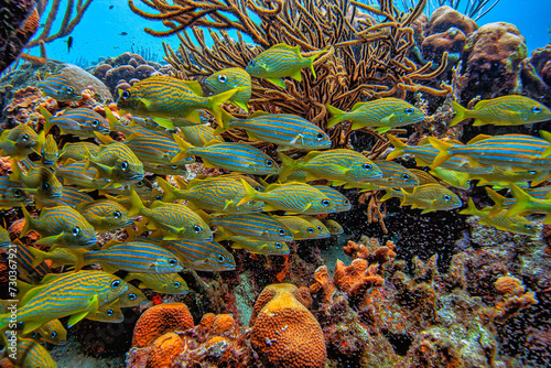 yellowtail snapper ,Ocyurus chrysurus photo