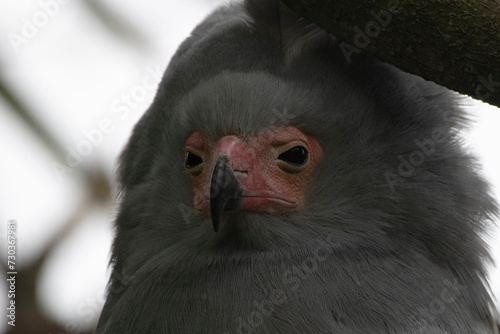 The African Harrier-Hawk, Harrier Hawk or Gymnogene (Polyboroides typus). photo