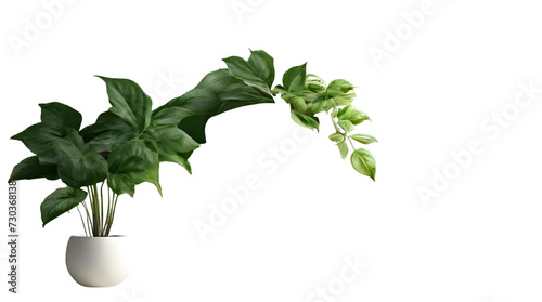 White Wall Backdrop Adorned with Greenery