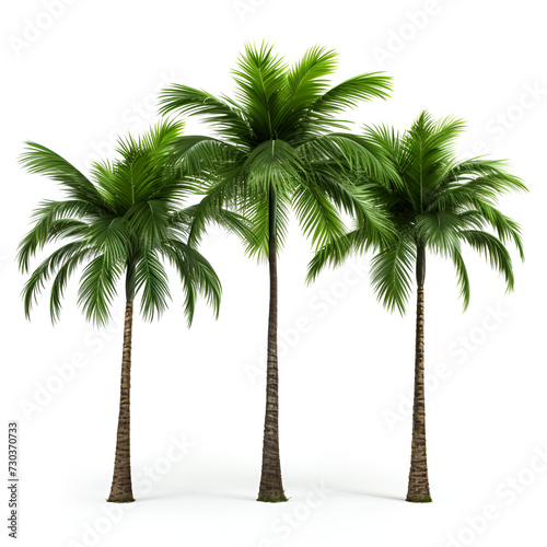 Palm trees isolated on white