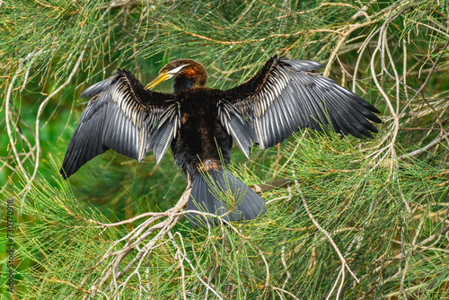 Australasian darter(Anhinga novaehollandiae) a large water bird with dark plumage and a long neck, the bird dries its spread wings, the animal sits on a branch of a coniferous tree in a city park.