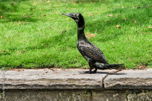 Great cormorant (Phalacrocorax carbo) a large water bird with dark plumage, the animal collects sticks to build a nest in a city park.
