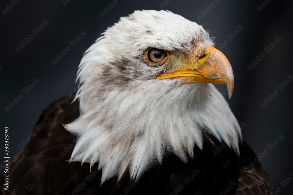 The Bald Eagle (Haliaeetus leucocephalus). The Bald Eagle (Haliaeetus leucocephalus).