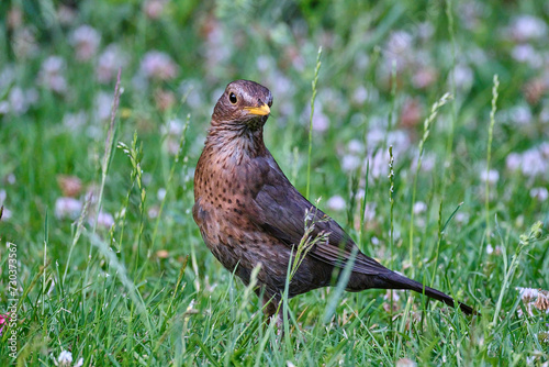 common or eurasian blackbird, Turdus merula, hopping and foraging in the grass of a middle european backyard. © Jens