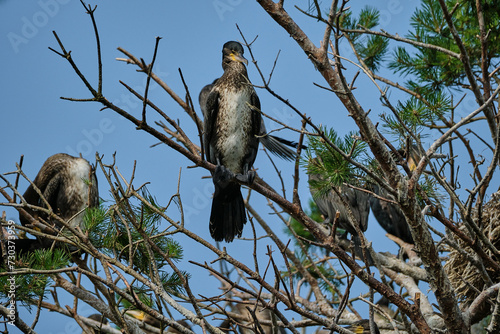 great cormorant, Phalacrocorax carbo sinensis, sitting in their nesting colony high up in the tree on the curonian spit peninsula in Poland on a sunny day.