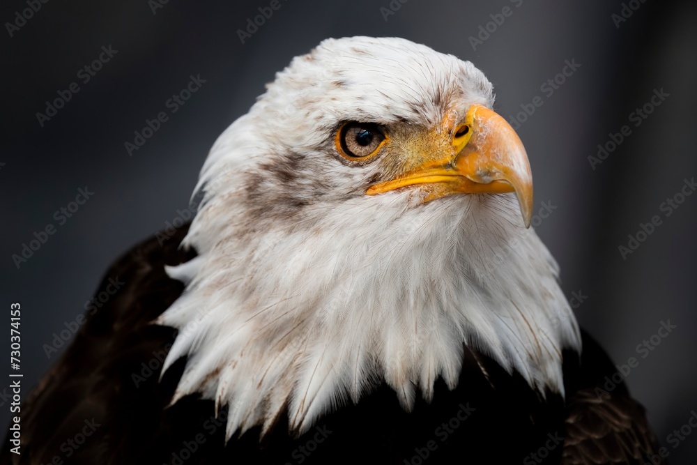 The Bald Eagle (Haliaeetus leucocephalus). The Bald Eagle (Haliaeetus leucocephalus).