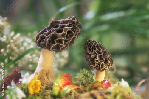 Pair of Morchellas in their natural environment with selective focus and blur background