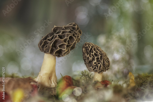 Pair of Morchellas surrounded by fallen leaves and yellow flowers with the background out of focus