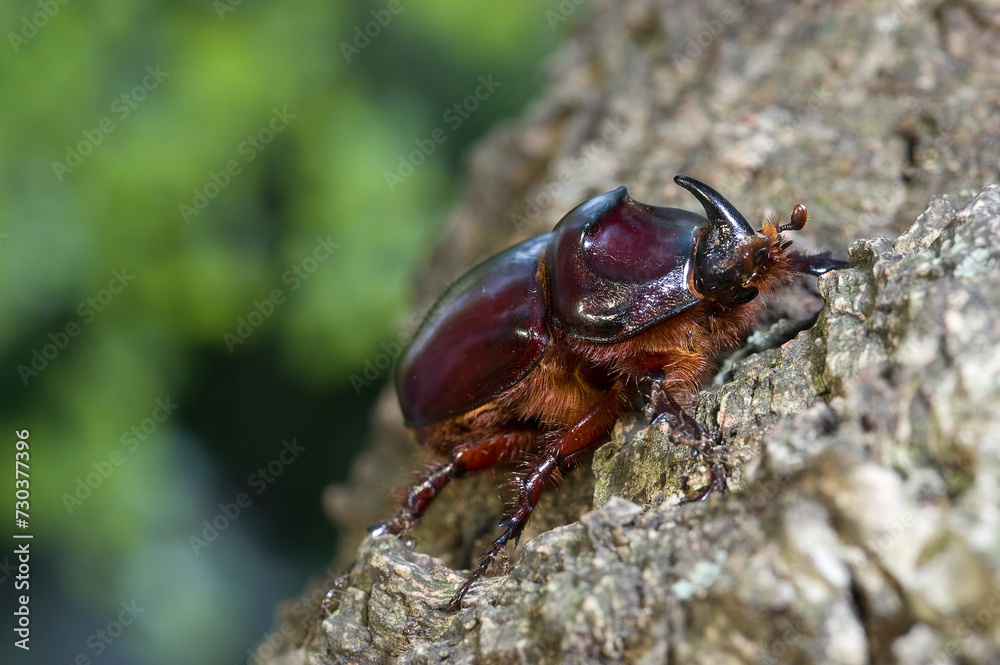 Scarabeo rinoceronte (Oryctes nasicornis). Sassari. SS, Sardegna. Italy.