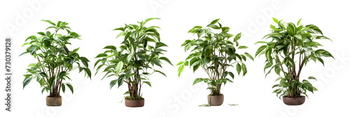 Set of a house plant, big, green, branched, furcate, cute, real, photograph on a Transparent Background photo