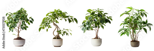 Set of a house plant, big, green, branched, furcate, cute, real, photograph on a Transparent Background