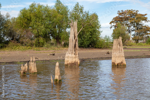 Cypress Tree Stumps Remaining from Long Ago Logging Operations, Atchafalaya Swamp, Louisiana