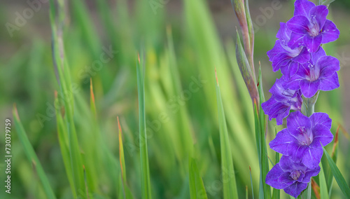 gladiolus in garden close up
