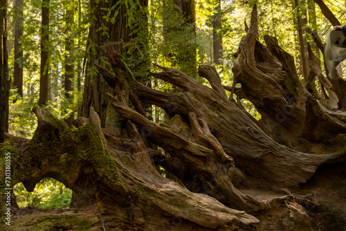 giant redwood roots photo