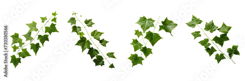  Set of a image  scattered composition  green ivy plant leaf on a Transparent Background