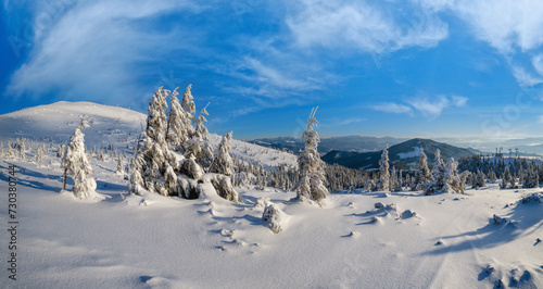 Sunrise mountain skiing freeride slopes and fir tree groves near alpine resort panorama.