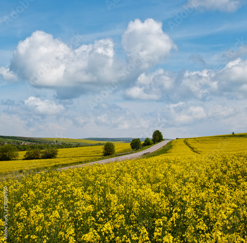 Spring rapeseed yellow blooming fields