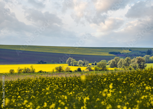 Spring countryside view with rapeseed yellow blooming fields, groves, hills. Ukraine, Lviv Region.