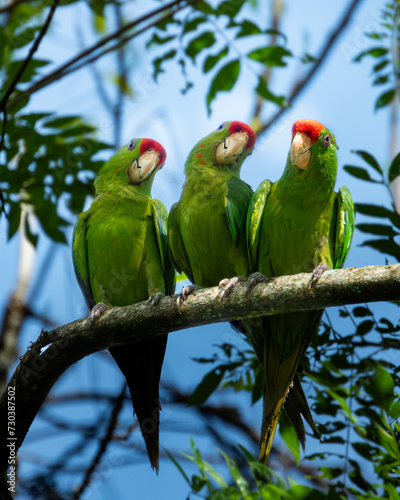 Perico frentirrojo
