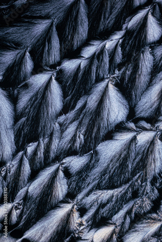 Close-up texture of lush black bird feathers