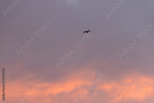 A Great Cormorant flying at Qudra Lakes against golden sky, Al Marmoom Desert Conservation Reserve, UAE