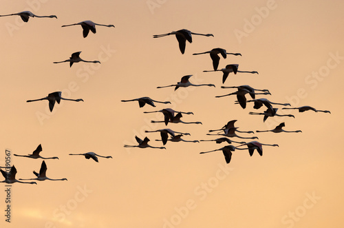A flock of Greater Flamingos flying at Qudra Lakes in the morning, Al Marmoom Desert Conservation Reserve, UAE photo