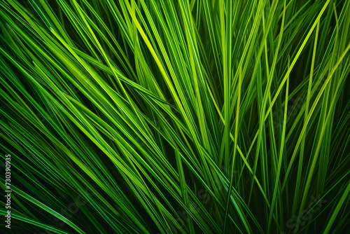 Close up of a green grass plant. Abstract nature background. © Iryna