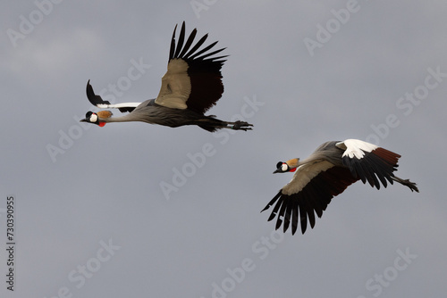 A pair of Grey crowned crane flying at Qudra Lakes, Al Marmoom Desert Conservation Reserve, UAE photo