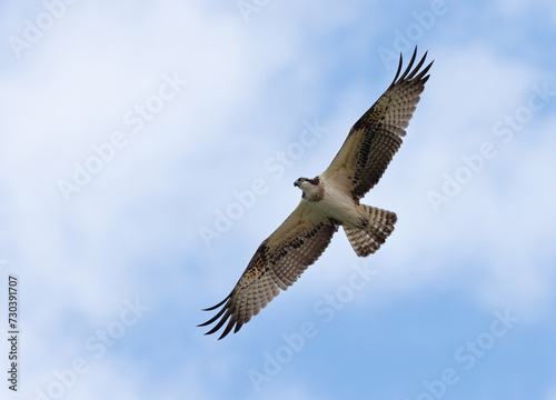 Osprey hovering at Qudra lake of Al Marmoom Desert Conservation Reserve  Dubai