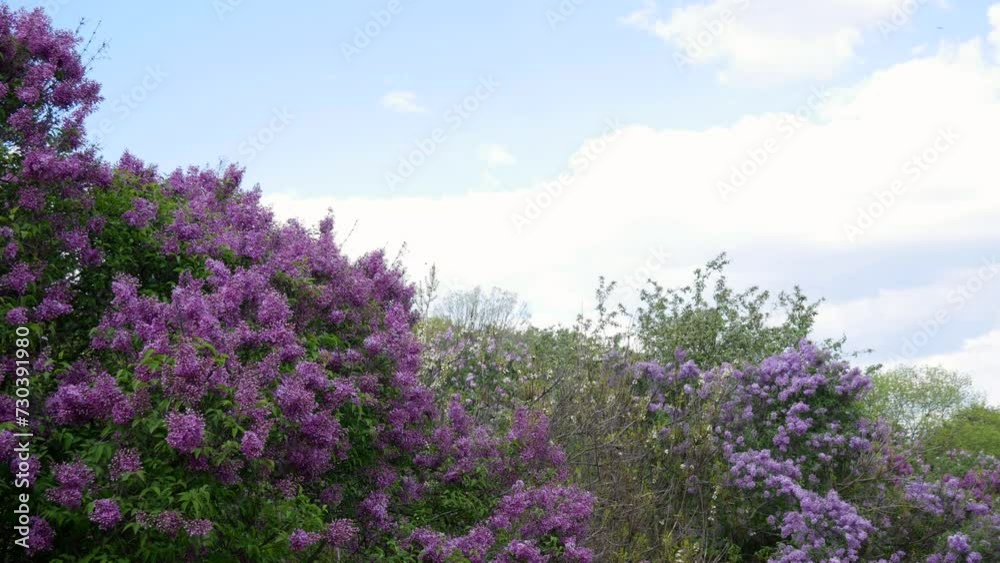 Purple lilac bushes against the background of the blue sky. Purple lilac bushes against the background of the blue sky.