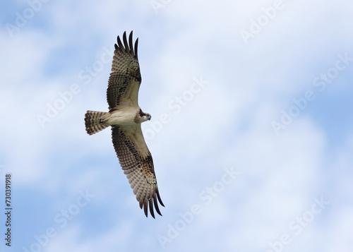 Osprey observing its prey from above at Qudra lake of Al Marmoom Desert Conservation Reserve, Dubai photo