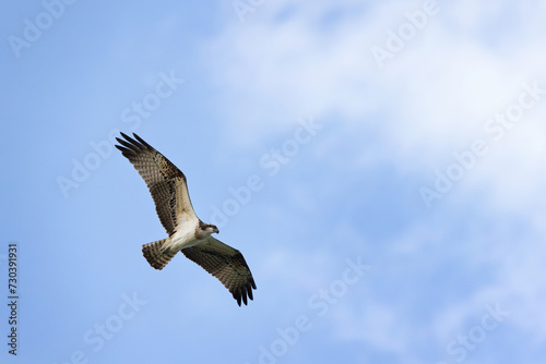 Osprey in flight at Qudra lake of Al Marmoom Desert Conservation Reserve  Dubai