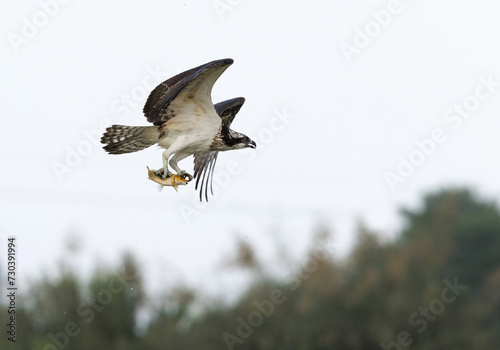 Osprey flying with a fish catch at Qudra lake , Al Marmoom Desert Conservation Reserve UAE photo