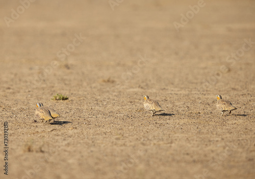 Pin-tailed sandgrouse at Al Marmoom Desert Conservation Reserve, UAE