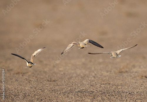 Pin-tailed sandgrouse flying at  Al Marmoom Desert Conservation Reserve, UAE photo